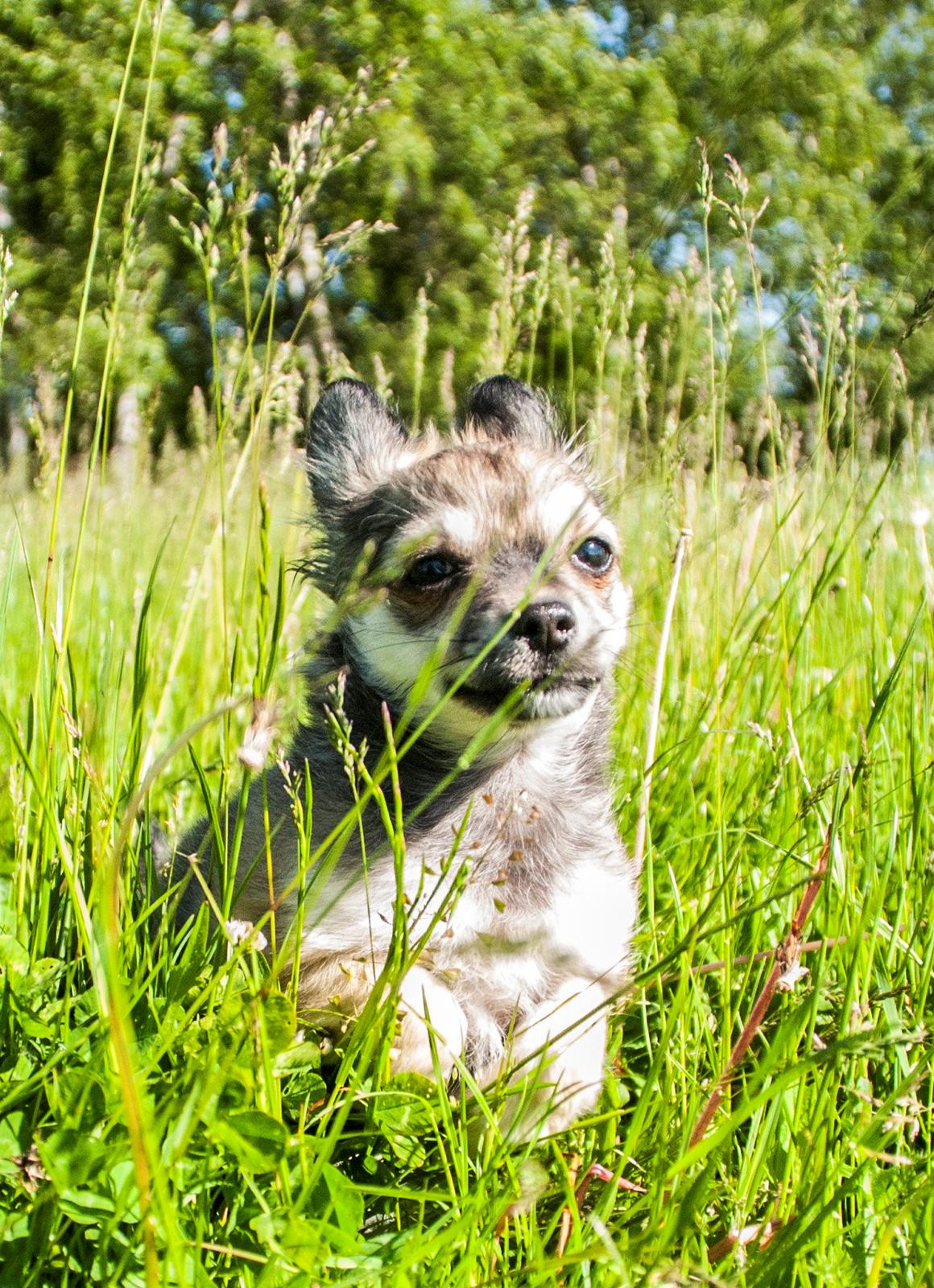 Chihuahua Mbailey Hope - Velkommen til Mbailey's profil billede 1