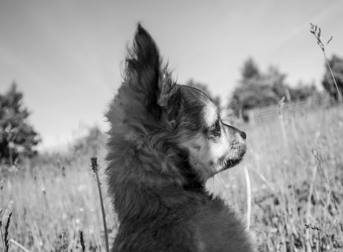 Chihuahua Mbailey Hope billede 8