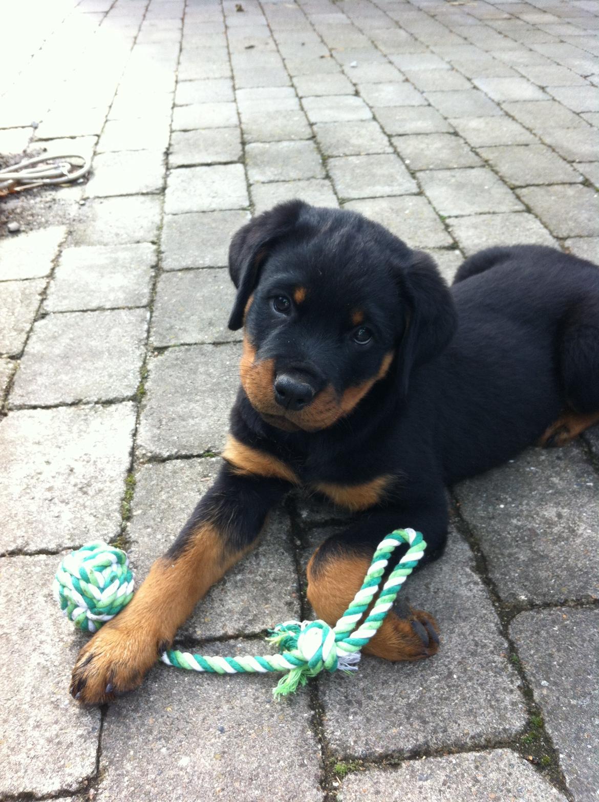 Rottweiler Morgan (Sjellebro´s Homer) billede 1