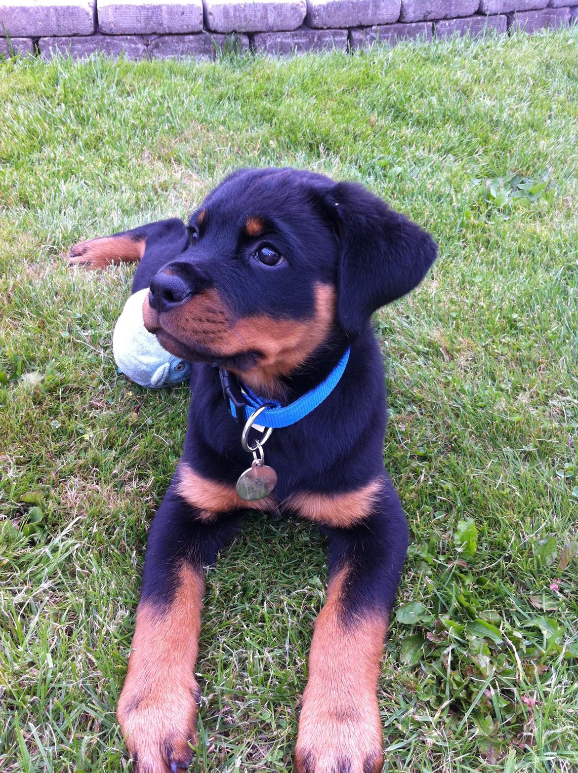 Rottweiler Morgan (Sjellebro´s Homer) billede 2