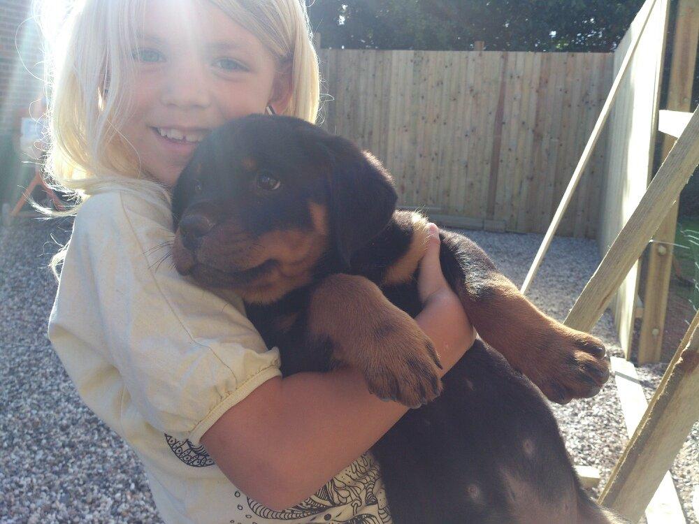 Rottweiler Morgan (Sjellebro´s Homer) billede 3