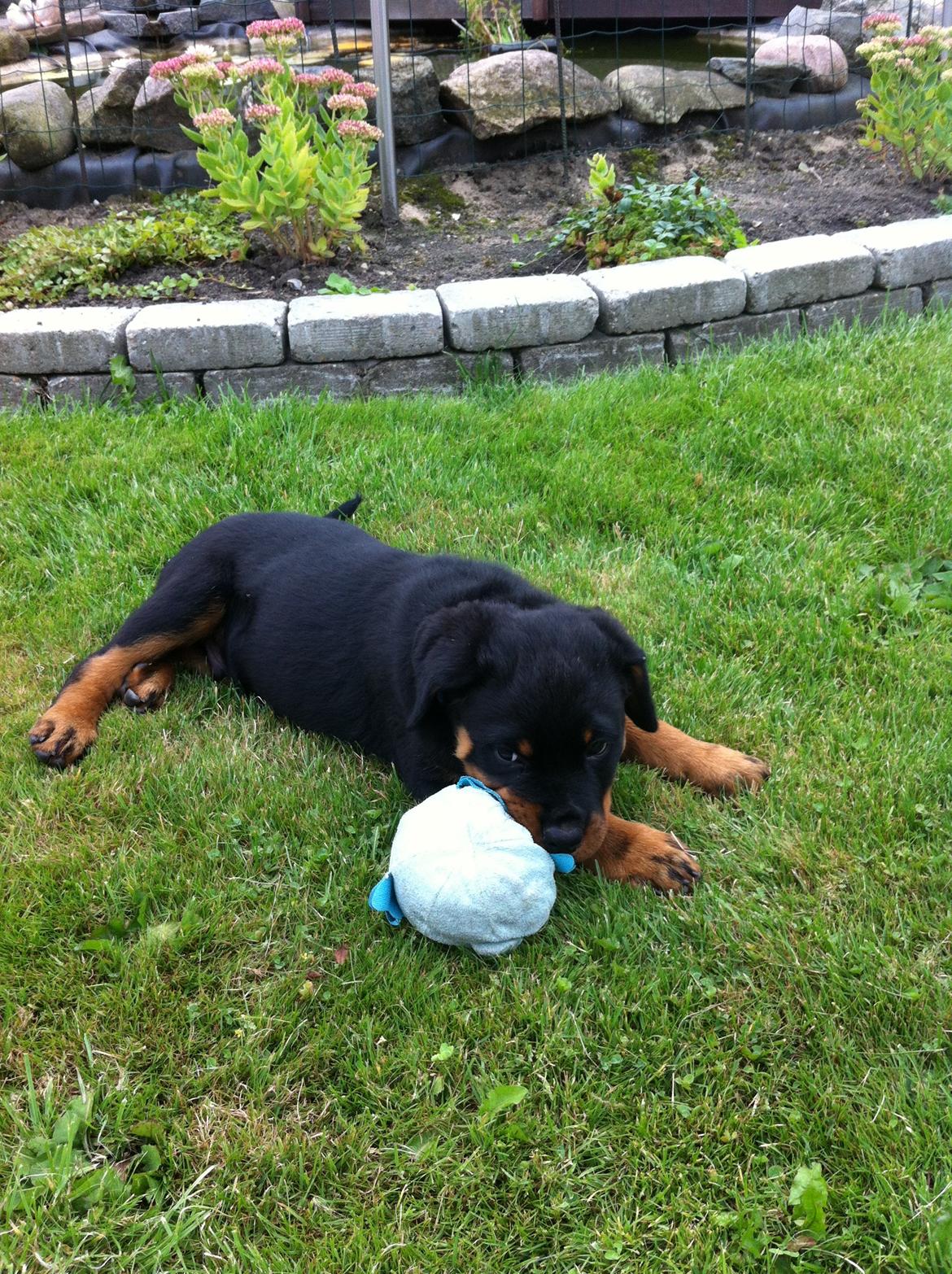 Rottweiler Morgan (Sjellebro´s Homer) billede 4