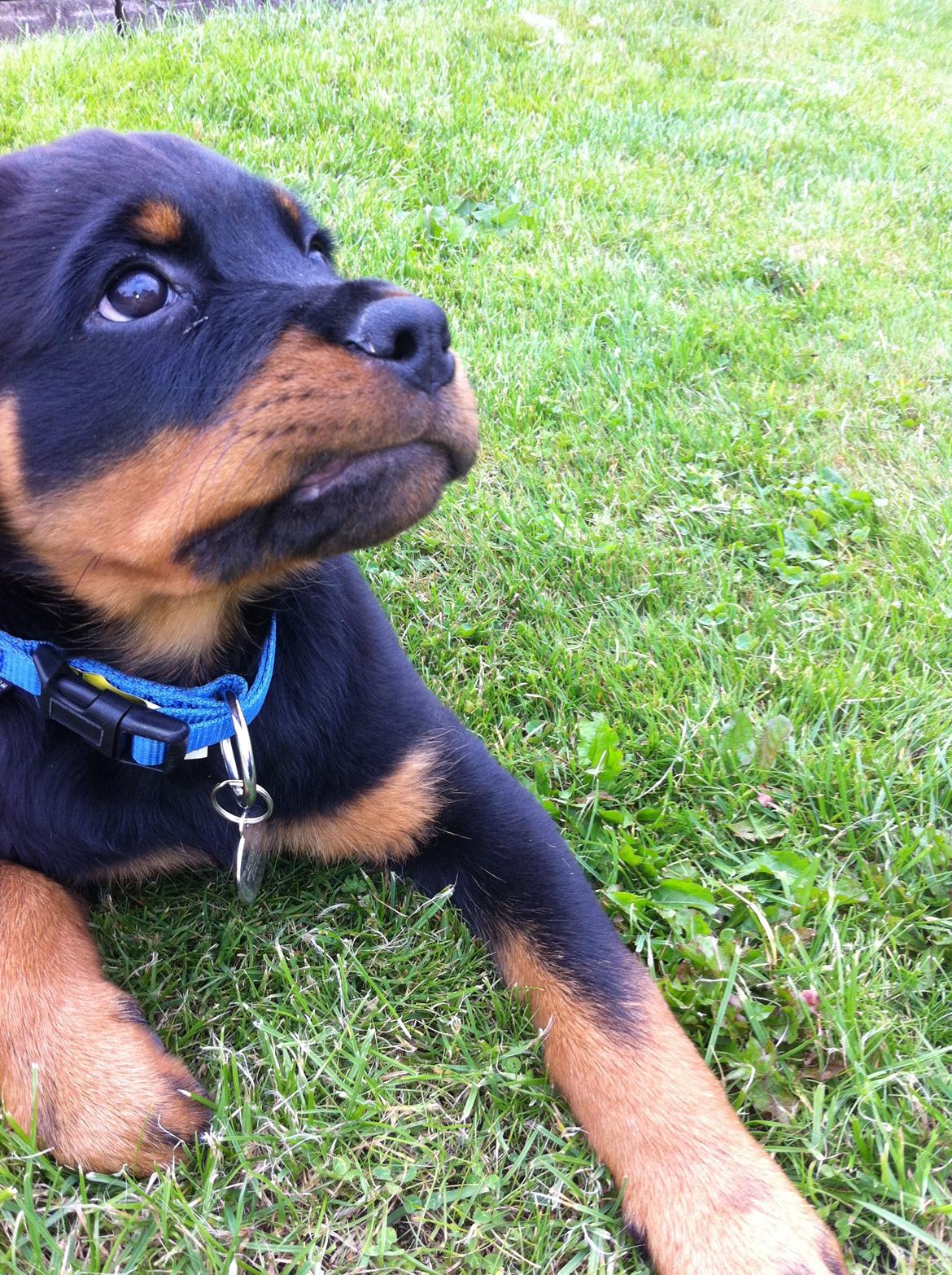 Rottweiler Morgan (Sjellebro´s Homer) billede 5