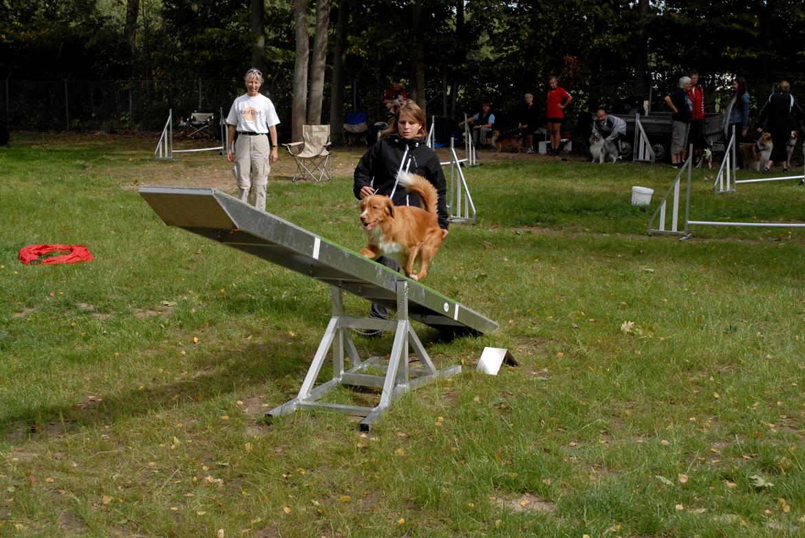 Nova scotia duck tolling retriever Redborn first Contact (Dixie) [Himmelhund] - 1 år + 9 måneder  billede 16