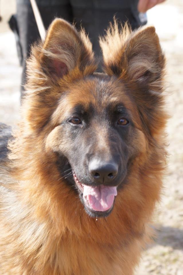 Schæferhund Arijel´s Henna billede 1