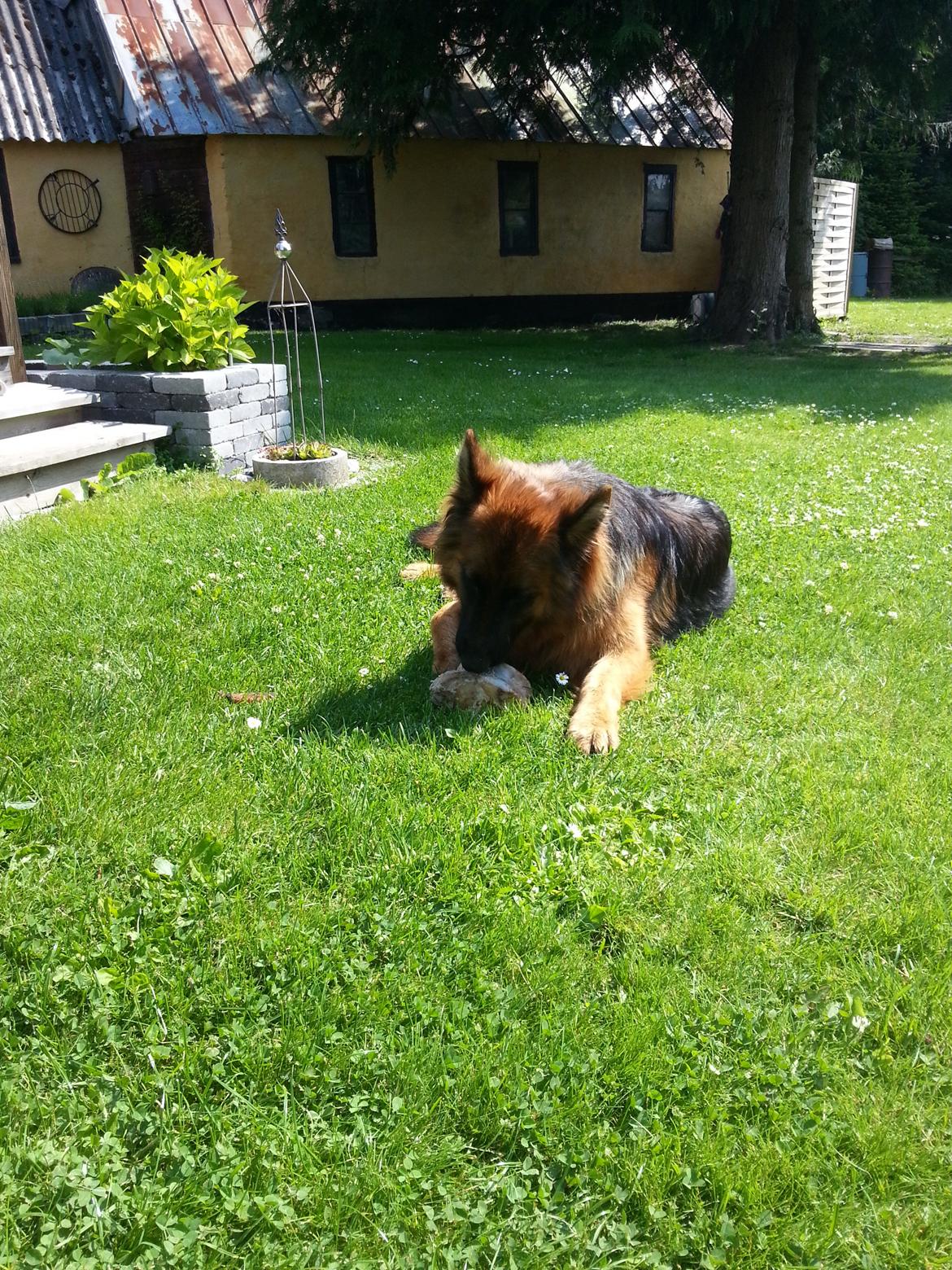 Schæferhund Arijel´s Henna billede 2