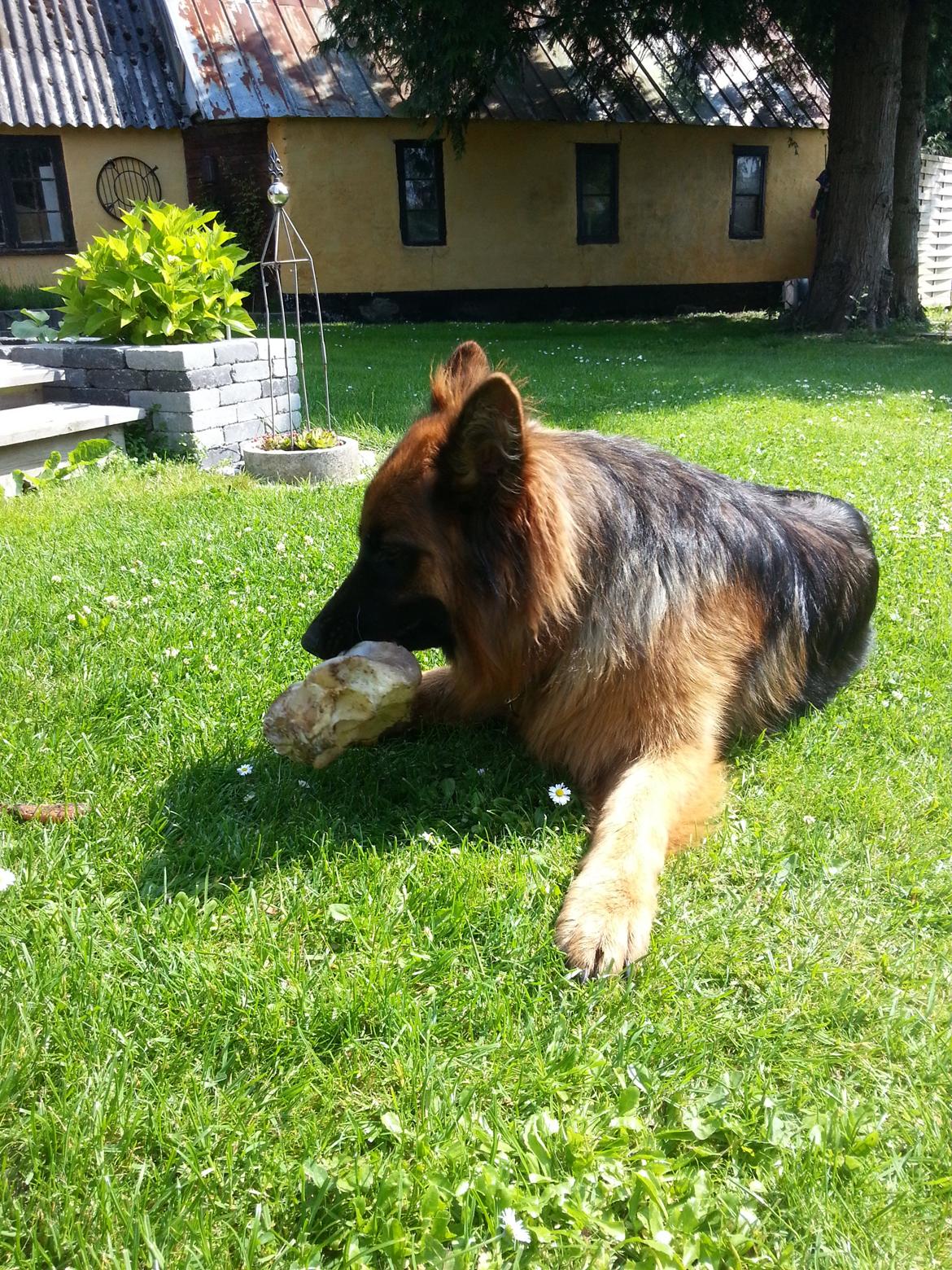 Schæferhund Arijel´s Henna billede 3