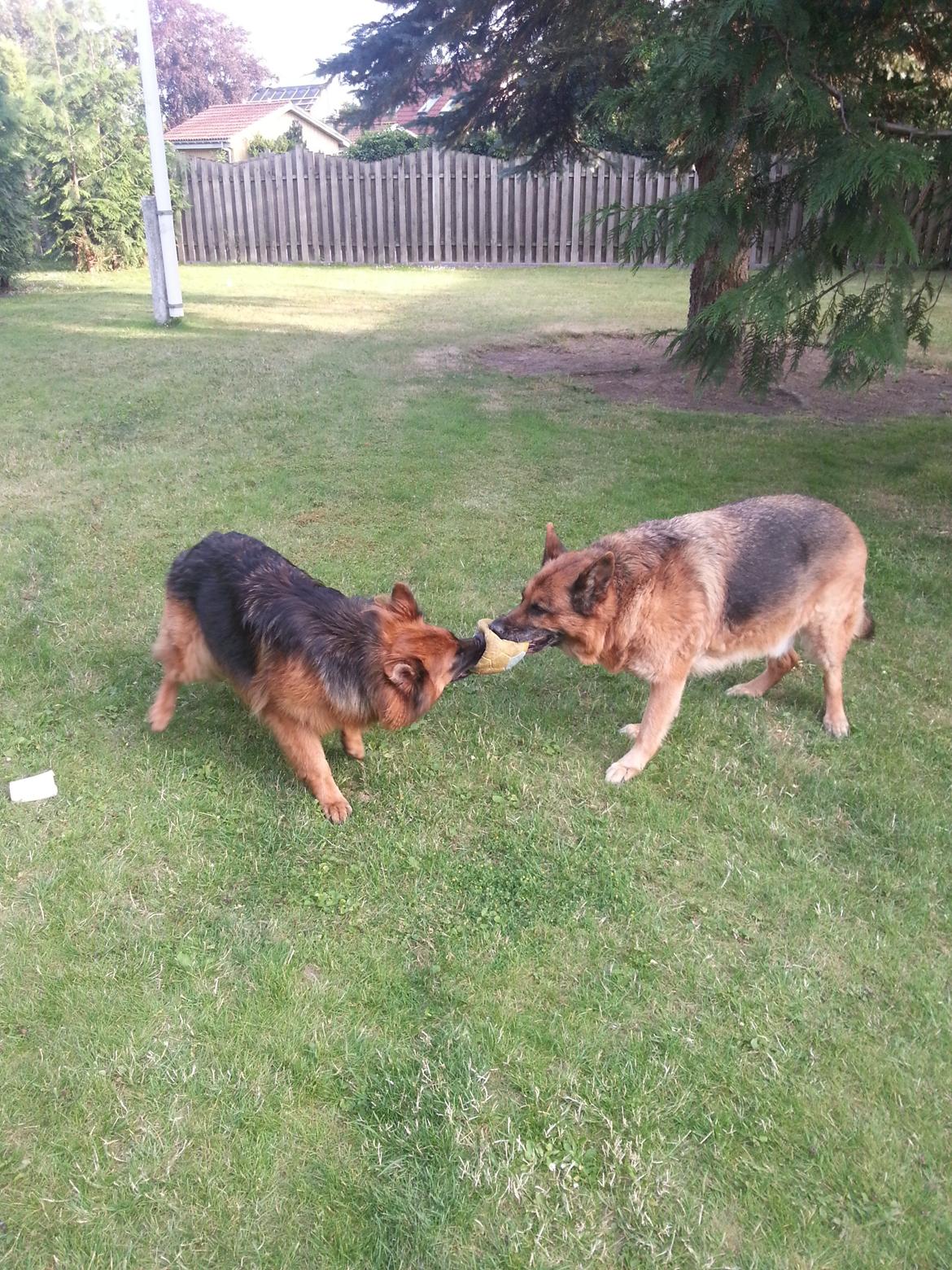 Schæferhund Arijel´s Henna billede 5