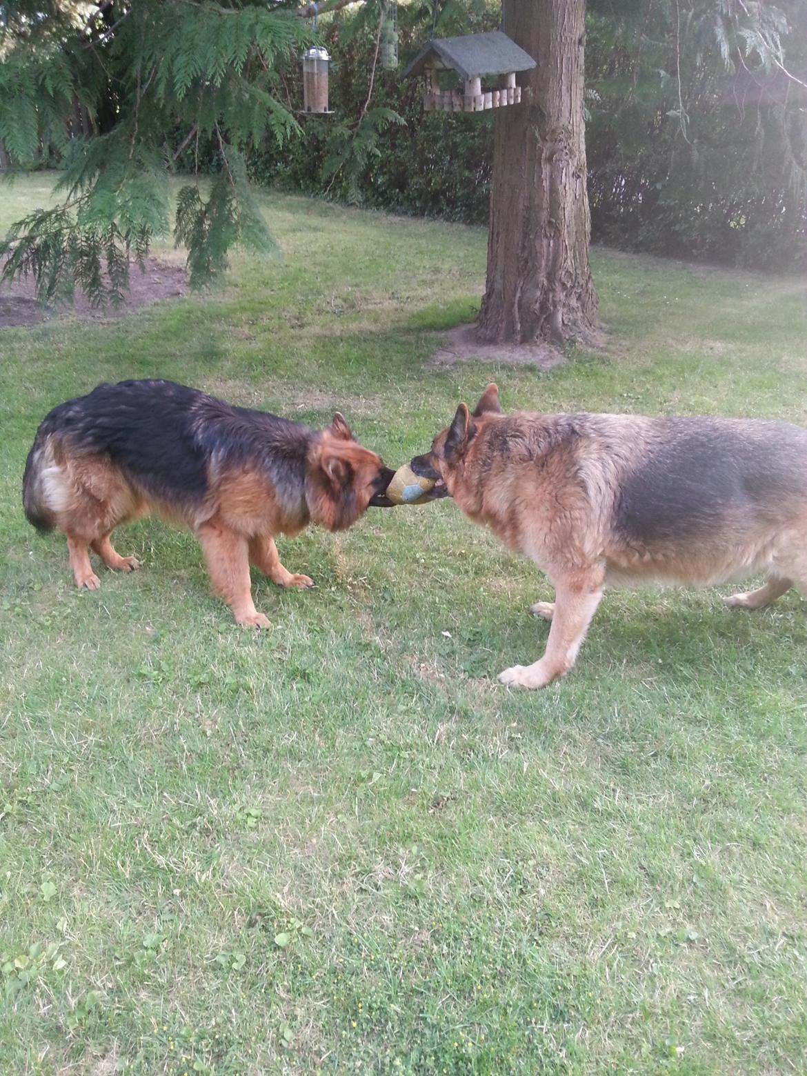 Schæferhund Arijel´s Henna billede 6