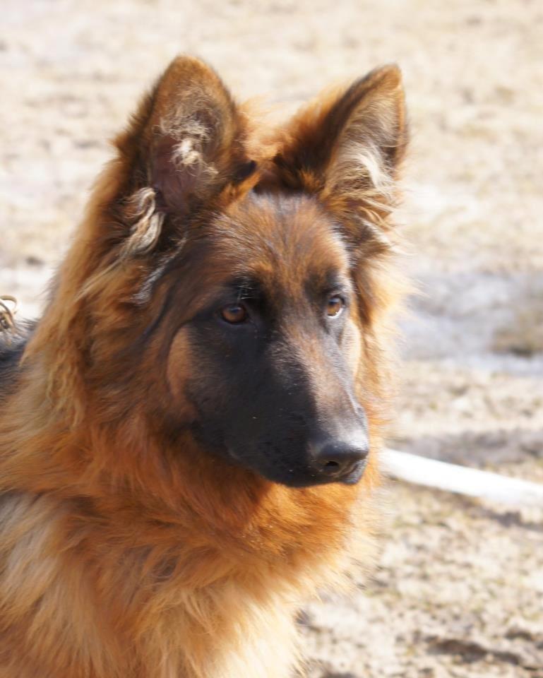 Schæferhund Arijel´s Henna billede 7