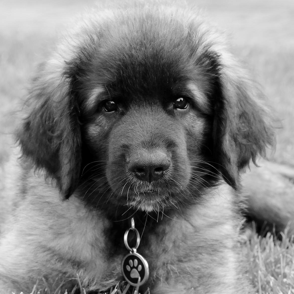 Leonberger Ollie billede 5