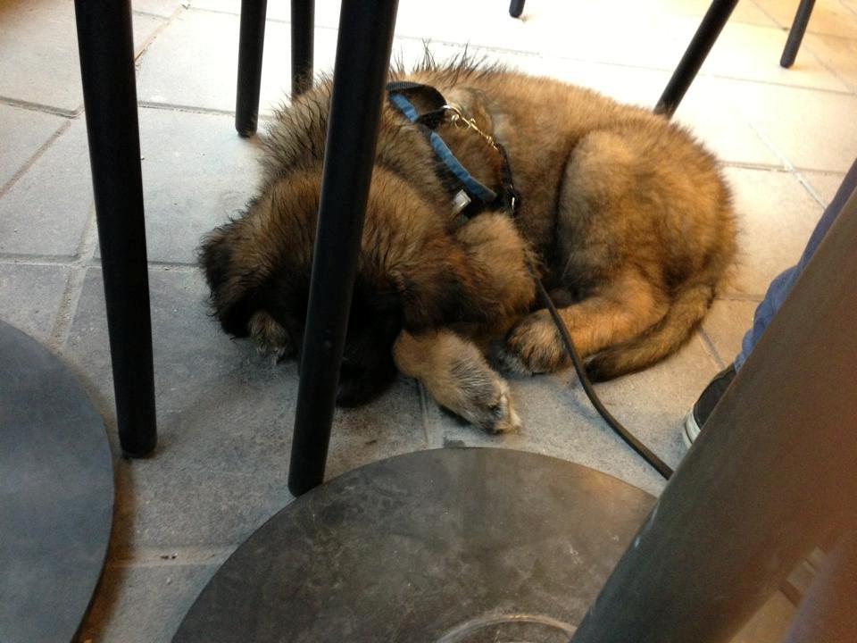 Leonberger Ollie billede 6