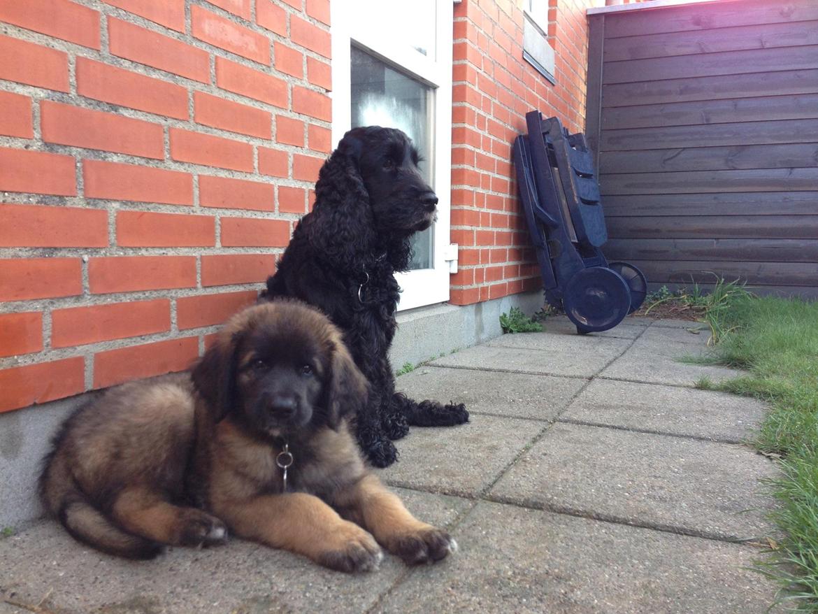 Leonberger Ollie billede 7