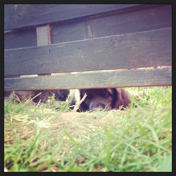 Leonberger Ollie billede 8