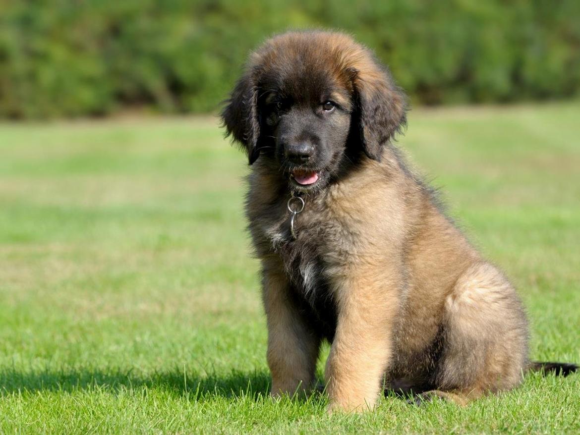 Leonberger Ollie billede 9