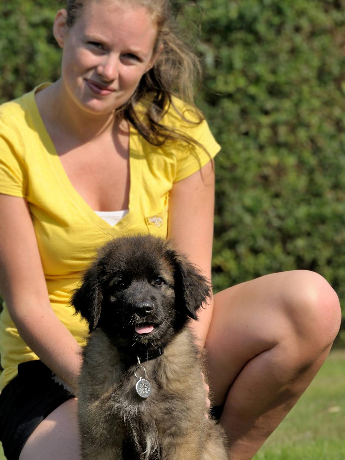 Leonberger Ollie billede 10