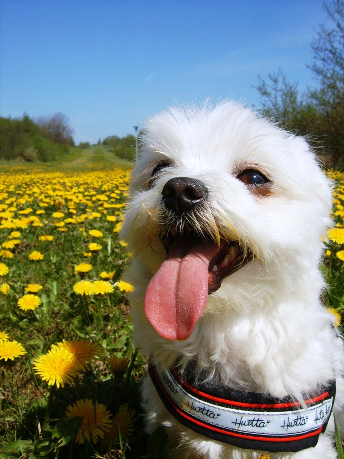 Malteser Cleo (15,5 år) - Cleo nyder en varm sommerdag på mælkebøttemarken - 3 år gammel billede 44