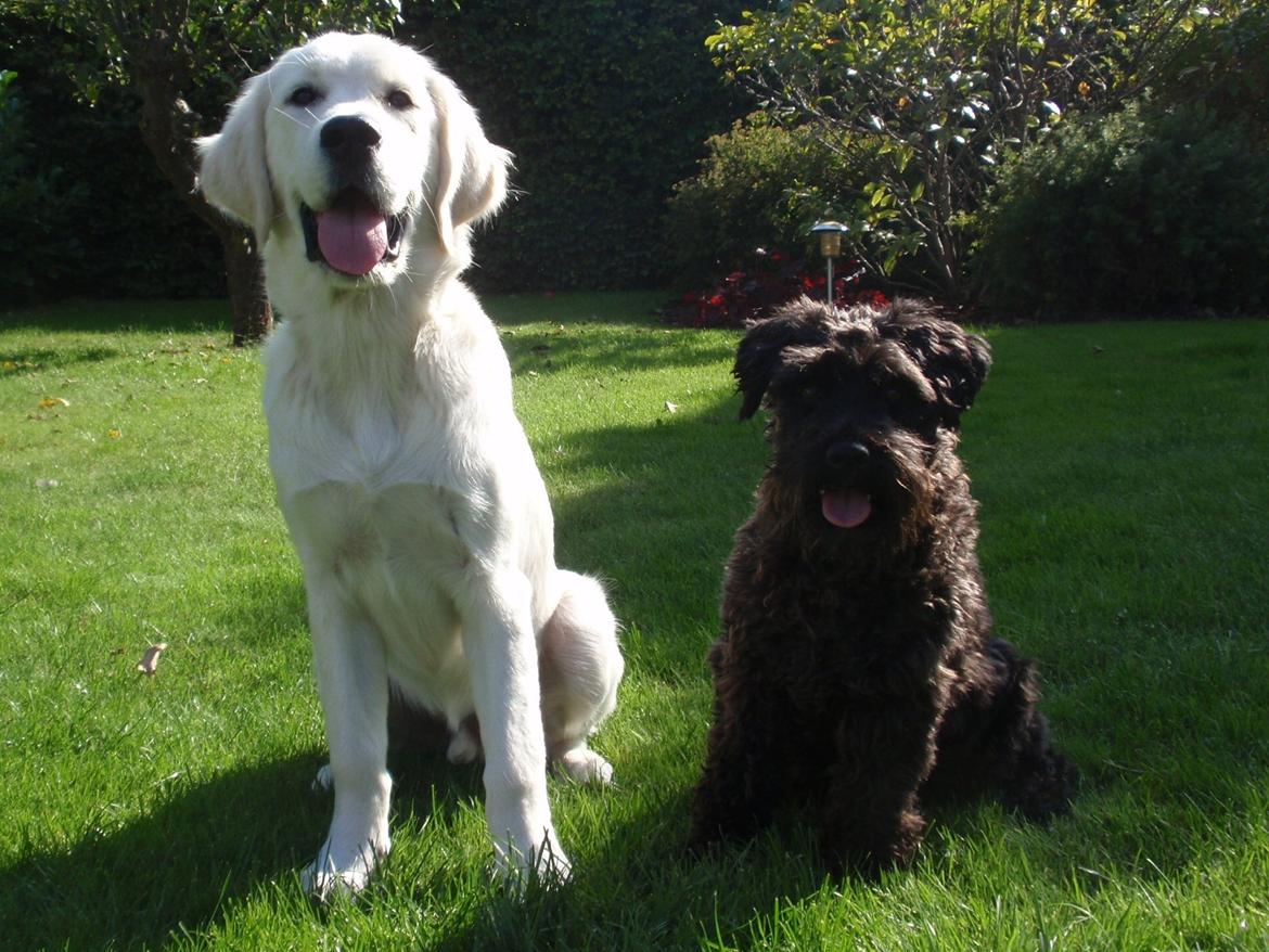 Golden retriever Manse - Manse og Molly billede 17