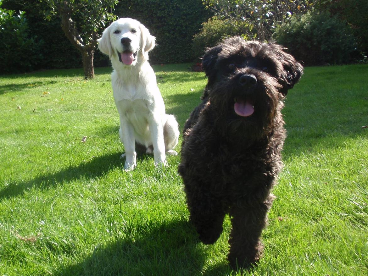 Golden retriever Manse - Manse og Molly billede 18