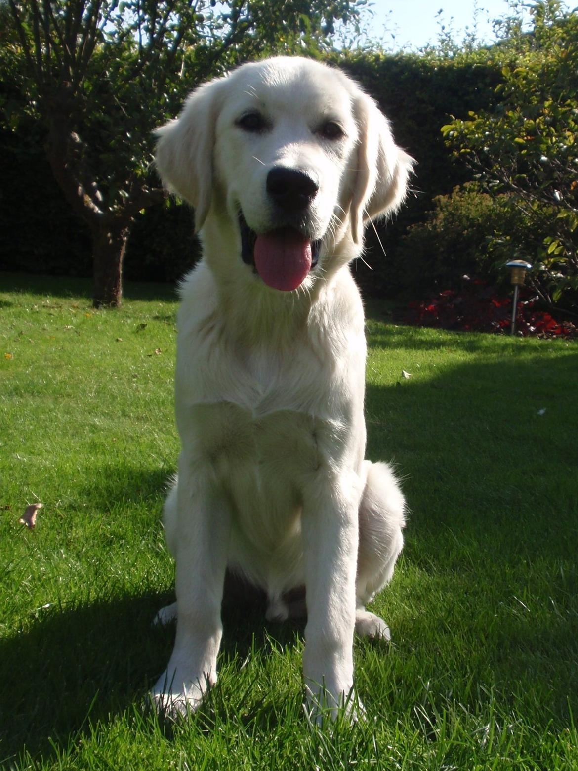Golden retriever Manse billede 19