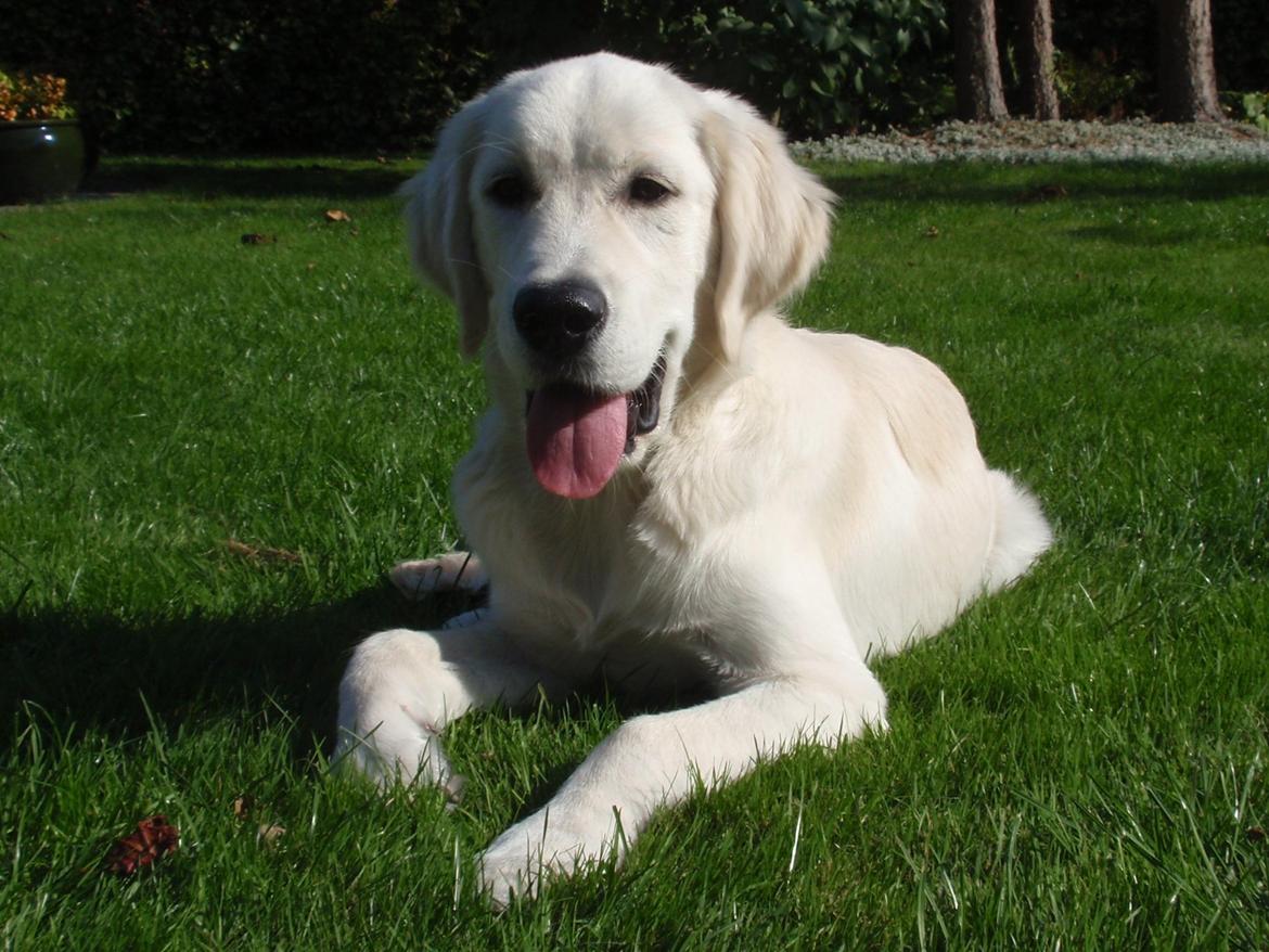 Golden retriever Manse billede 20