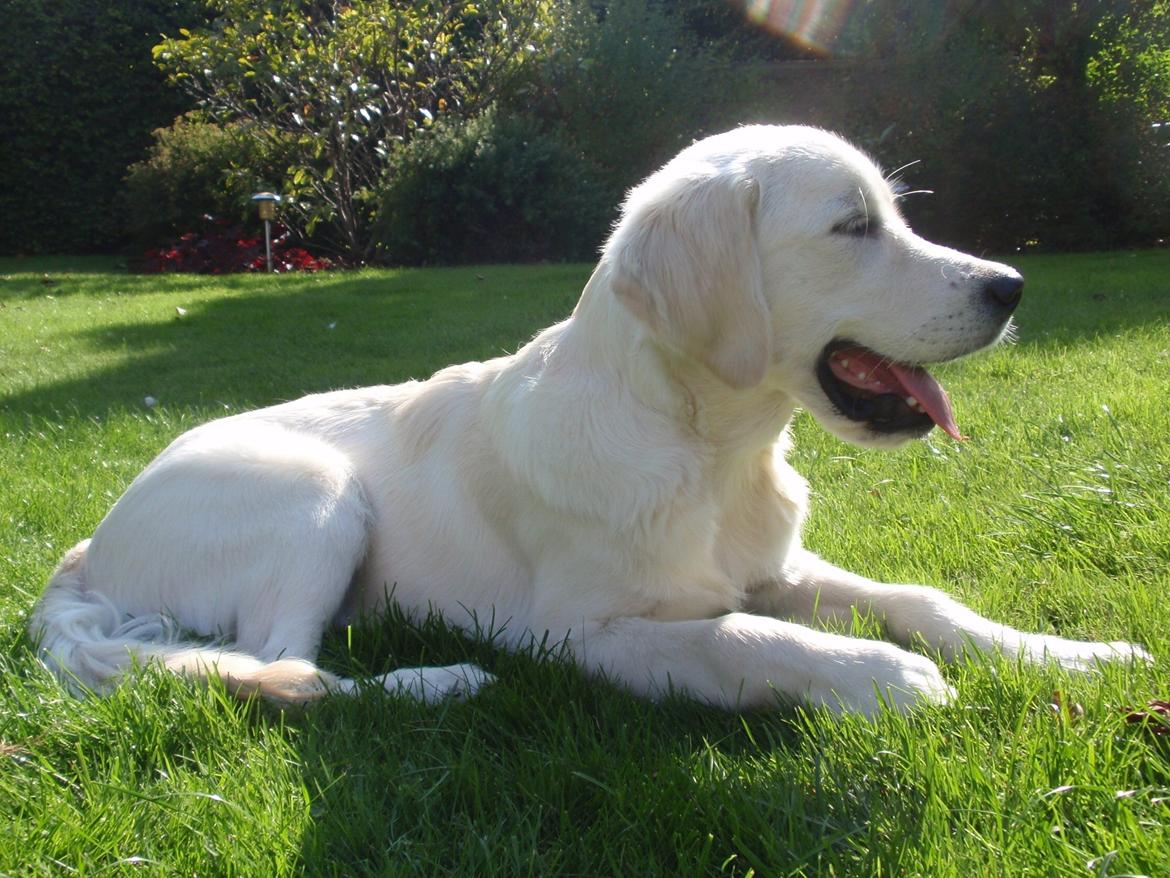 Golden retriever Manse billede 22