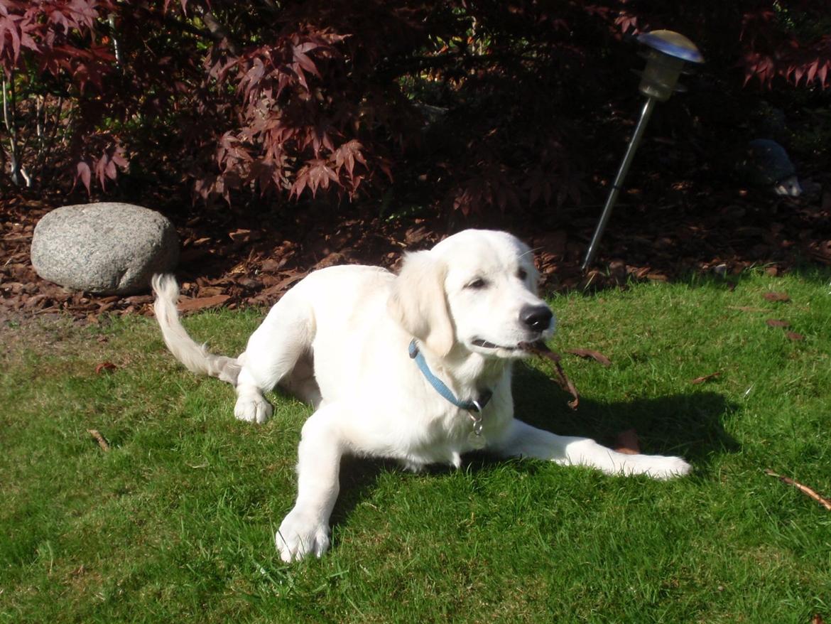 Golden retriever Manse billede 23