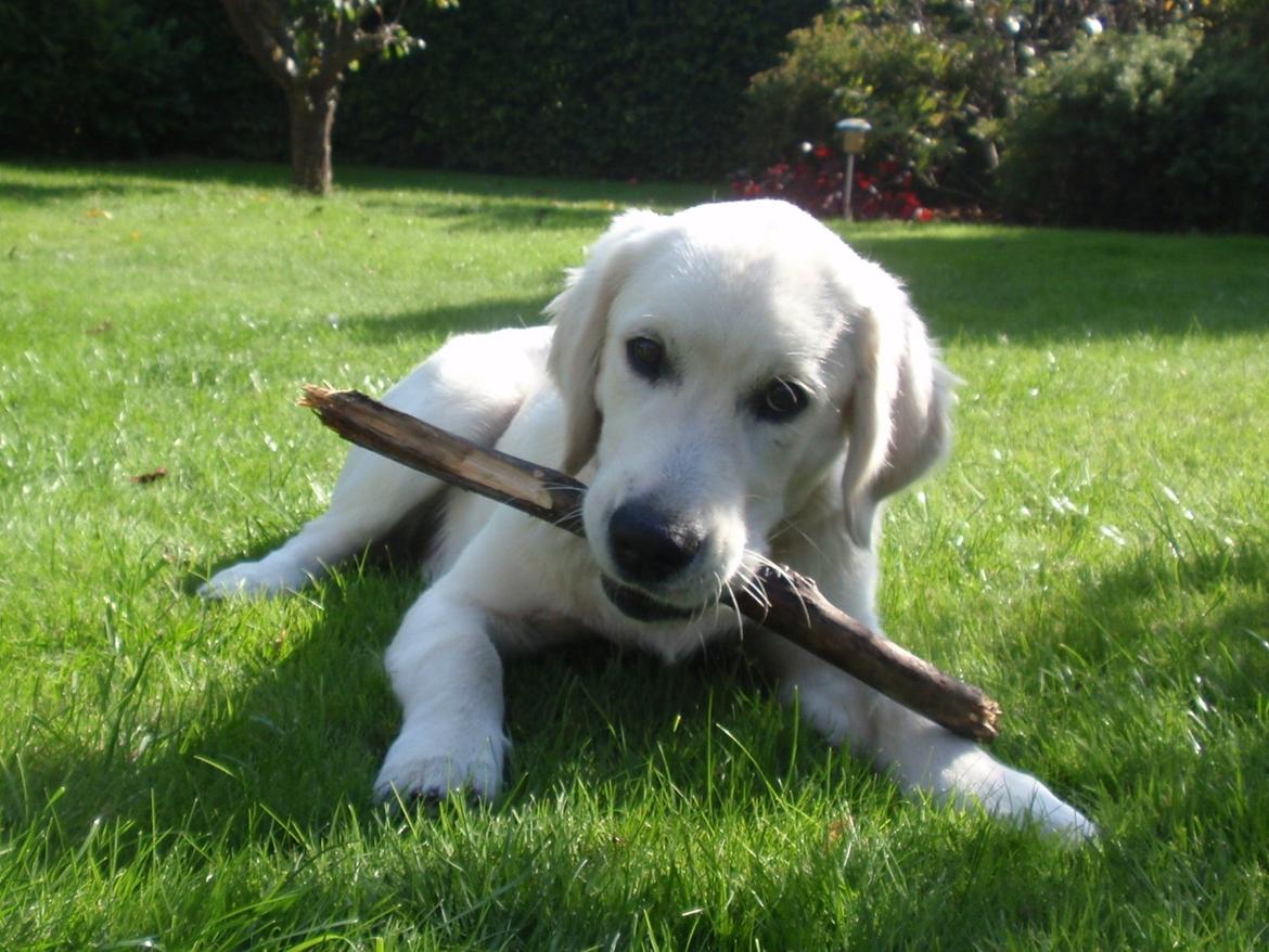Golden retriever Manse billede 24