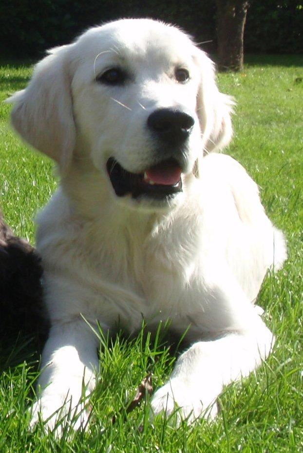 Golden retriever Manse billede 21