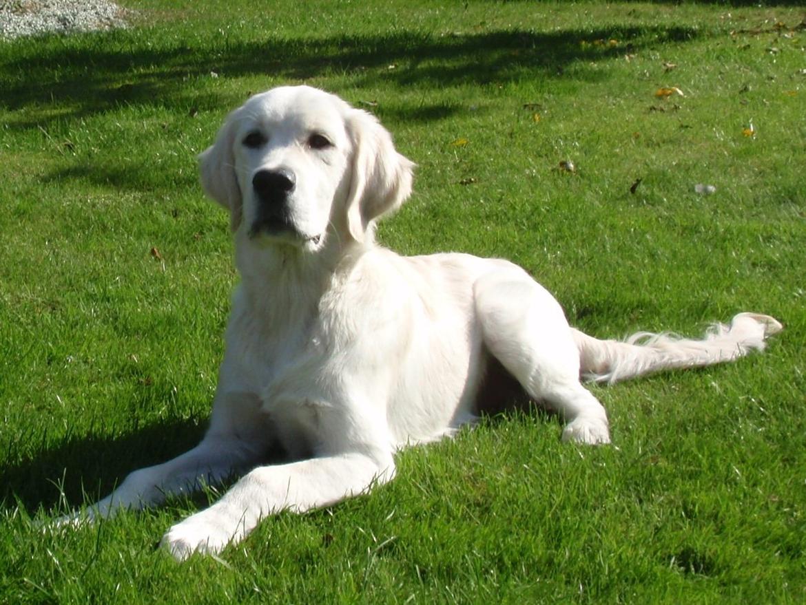 Golden retriever Manse billede 4
