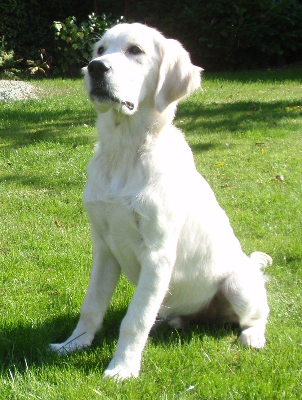Golden retriever Manse billede 25