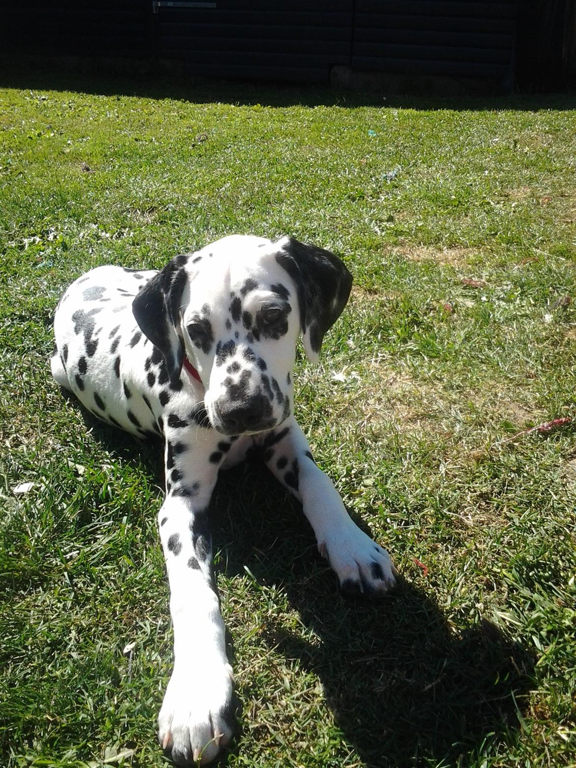 Dalmatiner Sille billede 1