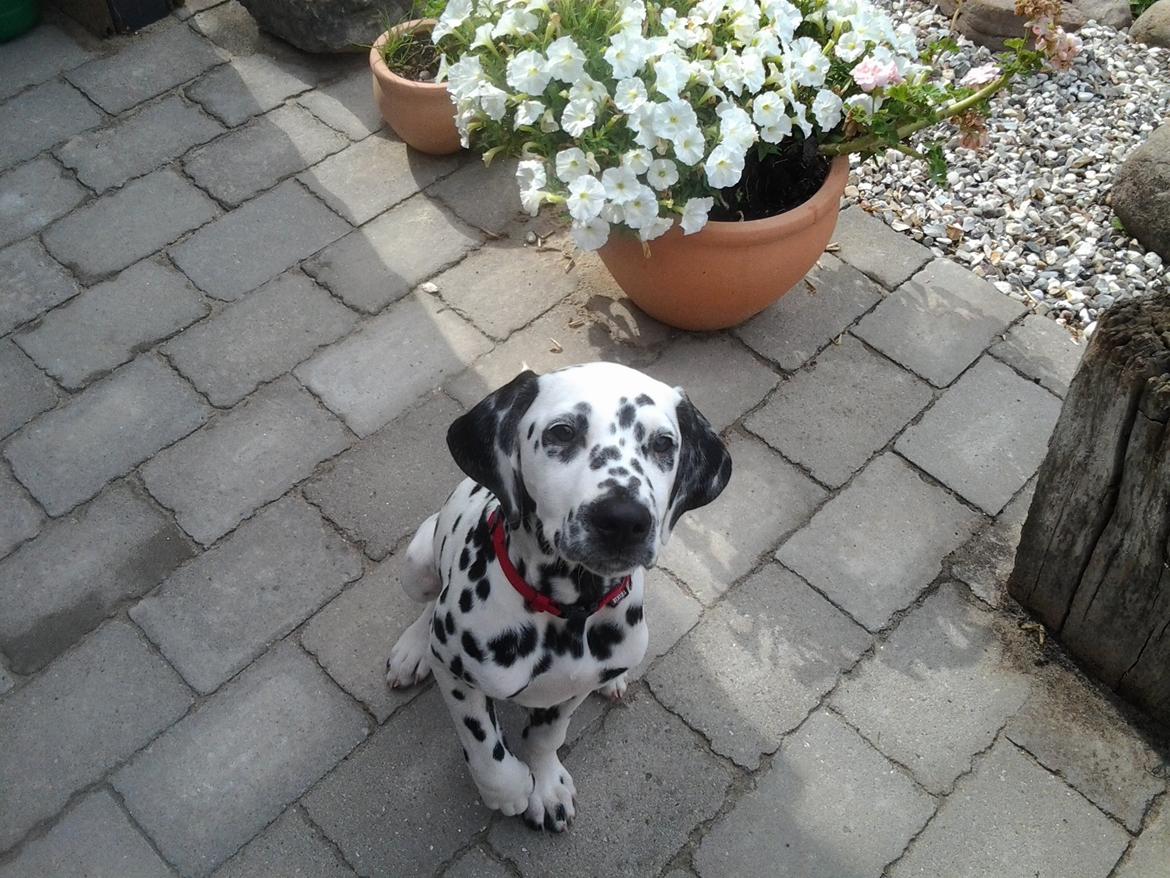 Dalmatiner Sille billede 2