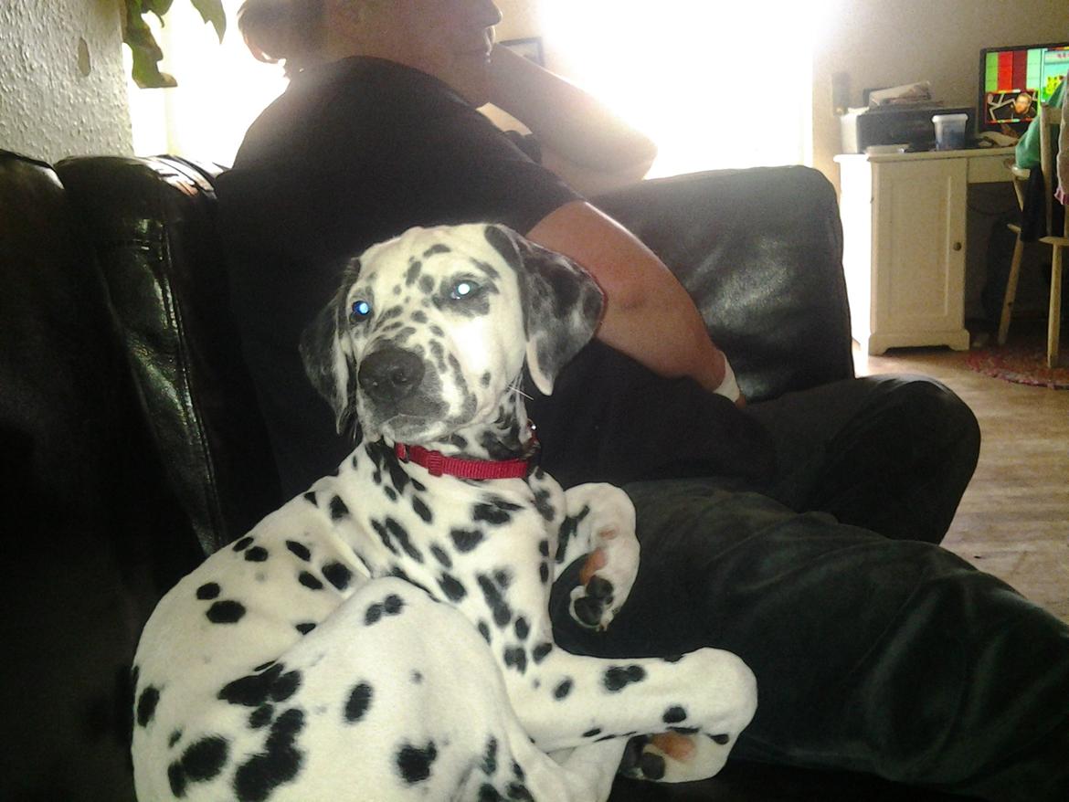 Dalmatiner Sille billede 3