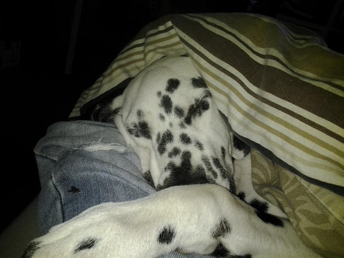 Dalmatiner Sille billede 4