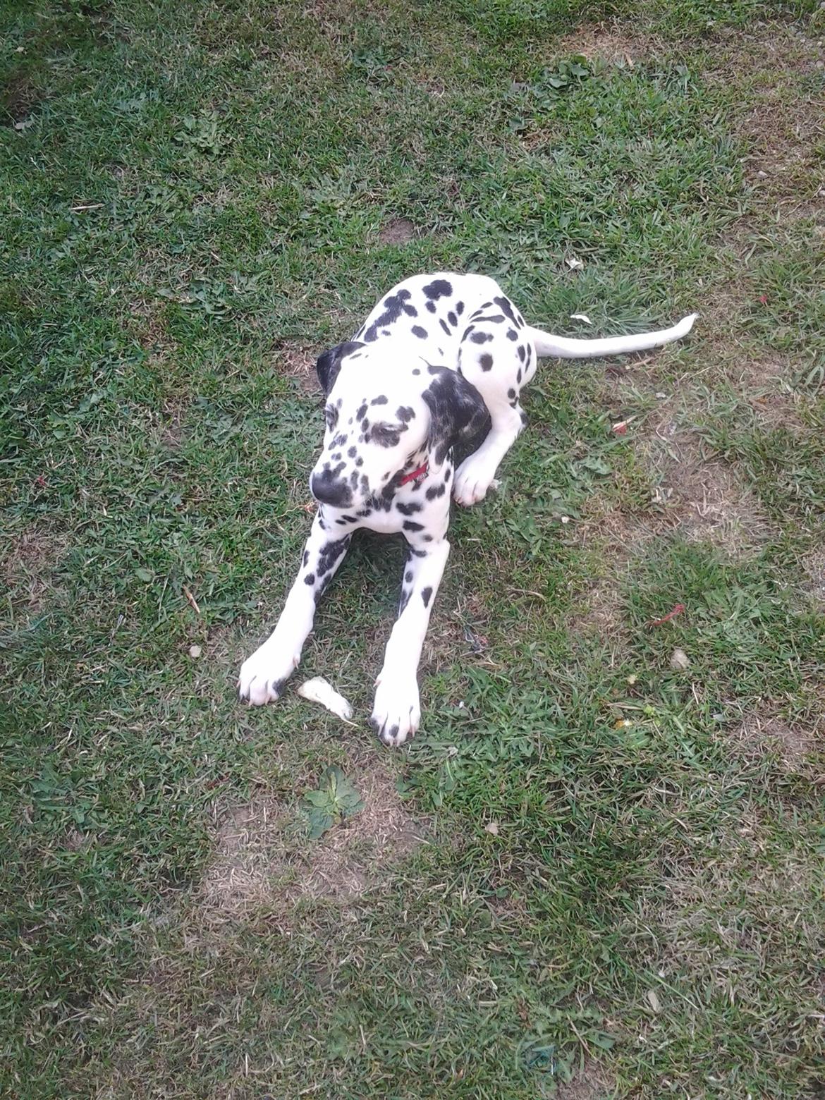 Dalmatiner Sille billede 5