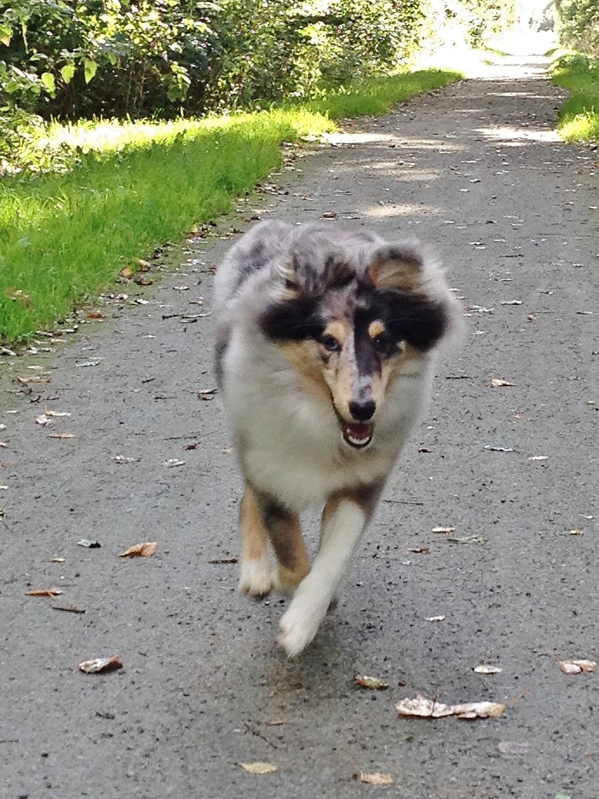 Shetland sheepdog Jenner's Blue Casanova - Gåtur d. 16-09-13 billede 3