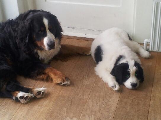 Landseer Borgmosegaards Frej, Poseidon billede 3