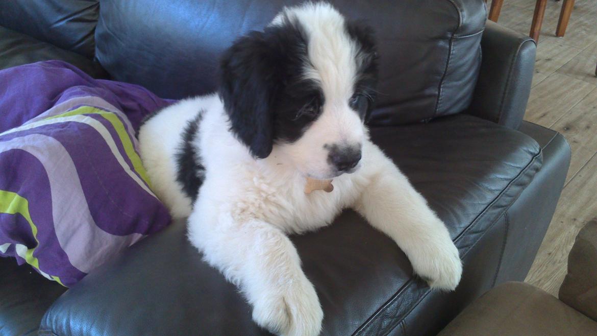 Landseer Borgmosegaards Frej, Poseidon billede 6