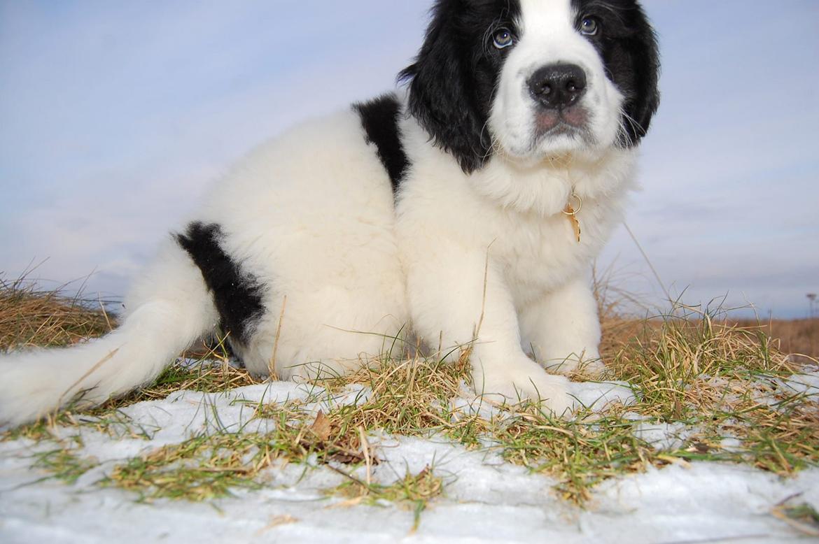 Landseer Borgmosegaards Frej, Poseidon billede 1