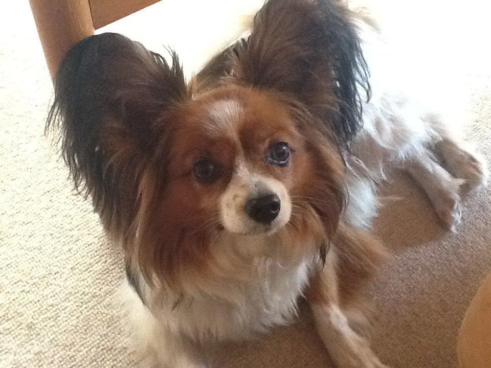 Papillon Nuser billede 1