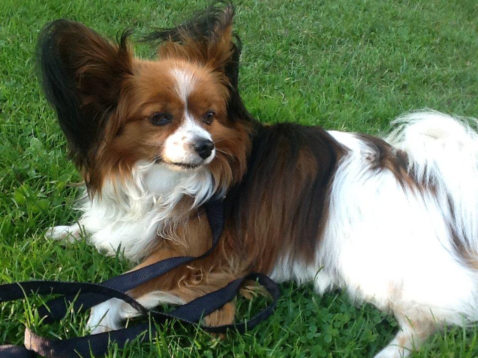 Papillon Nuser billede 2
