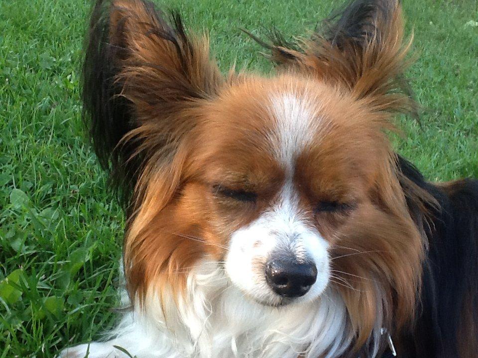 Papillon Nuser billede 3