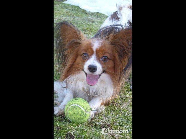 Papillon Nuser billede 4