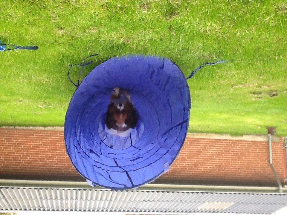 Papillon Nuser billede 5