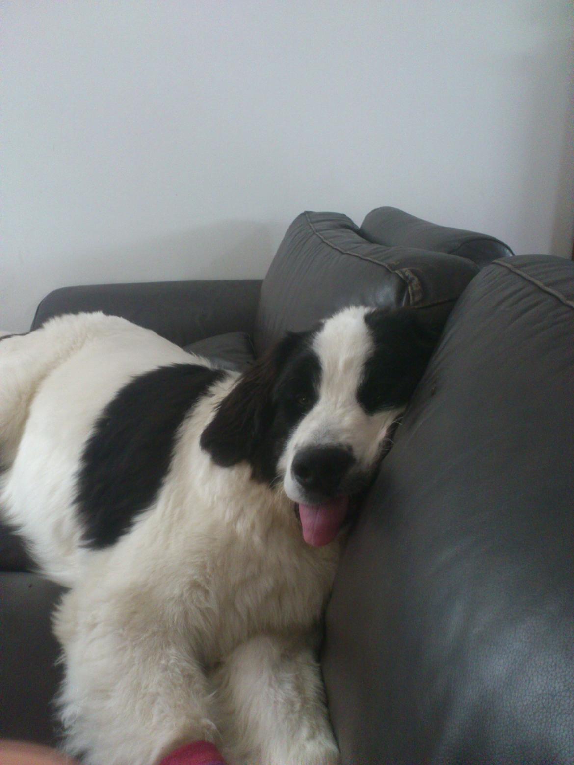 Landseer Borgmosegaards Frej, Poseidon - hans score blik. billede 26