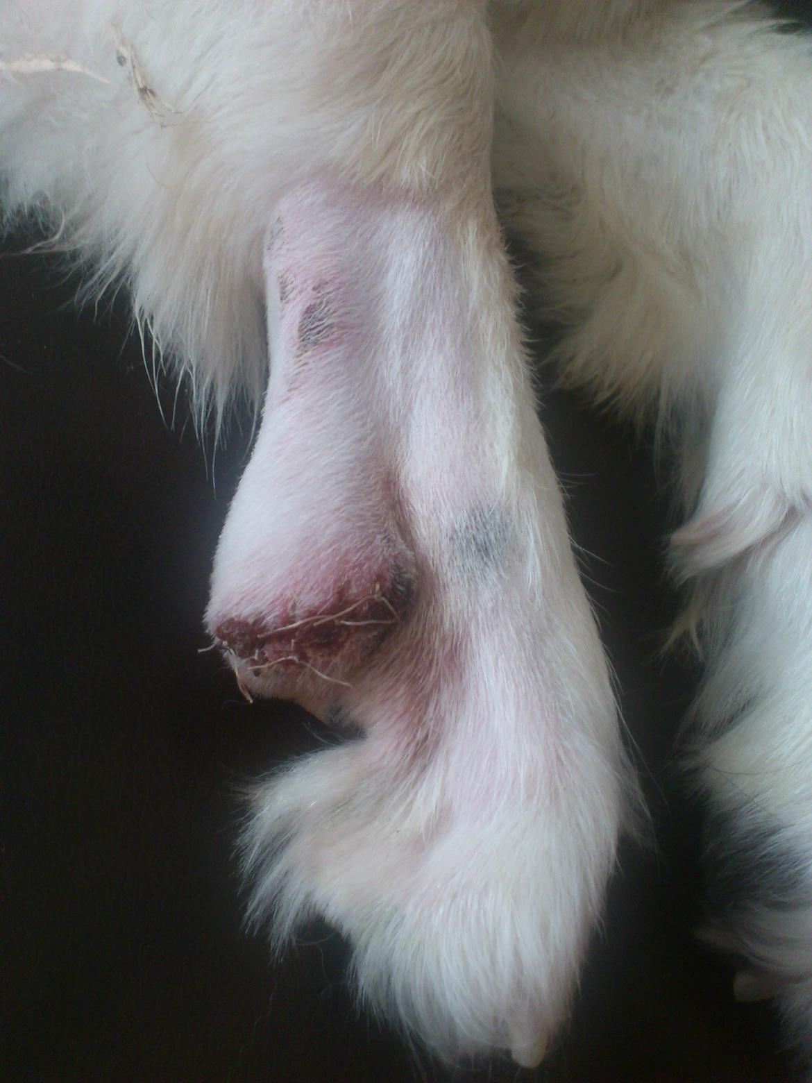 Landseer Borgmosegaards Frej, Poseidon billede 27