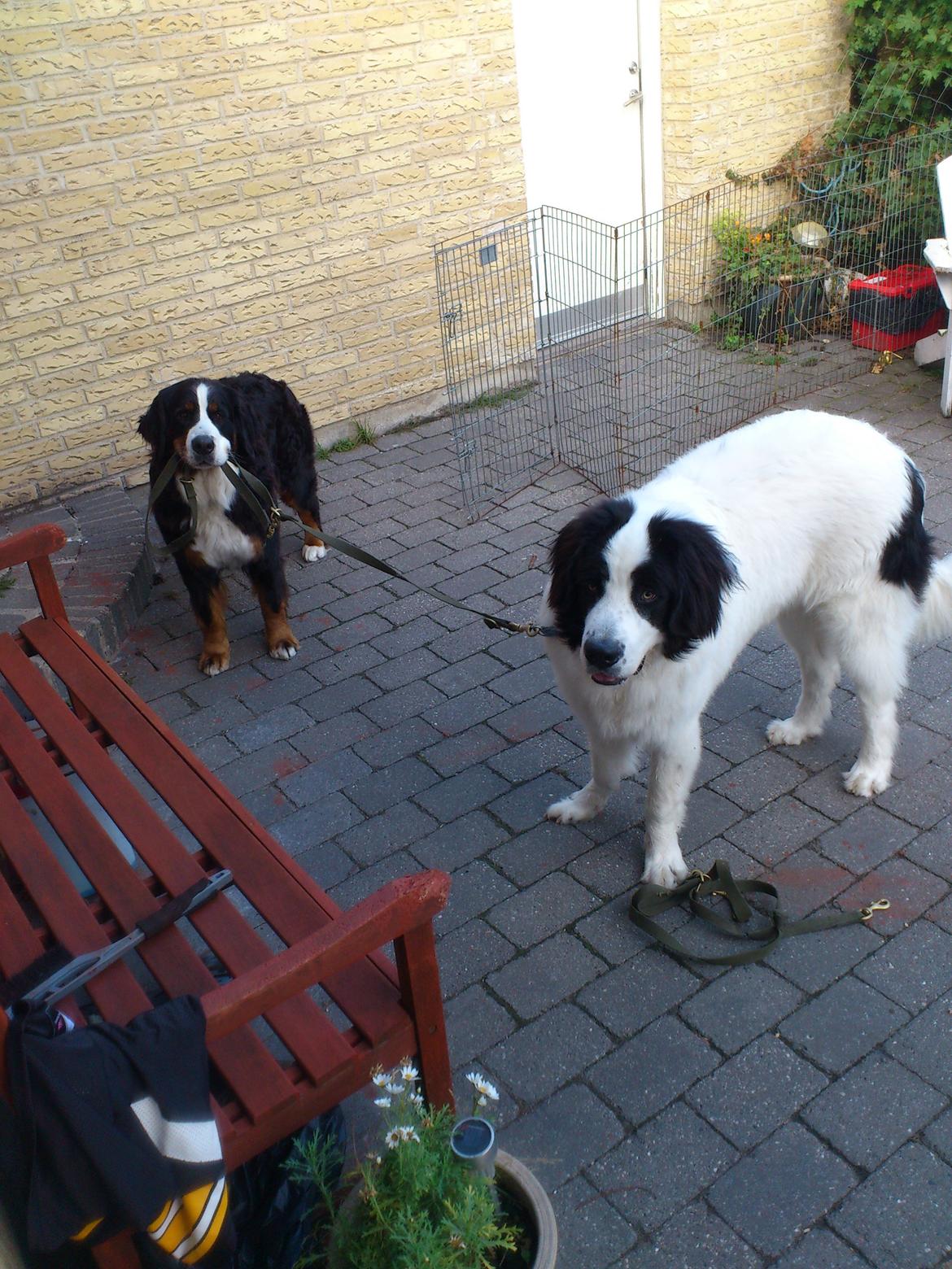 Landseer Borgmosegaards Frej, Poseidon - pippi hjælper med at lufte ham. billede 32