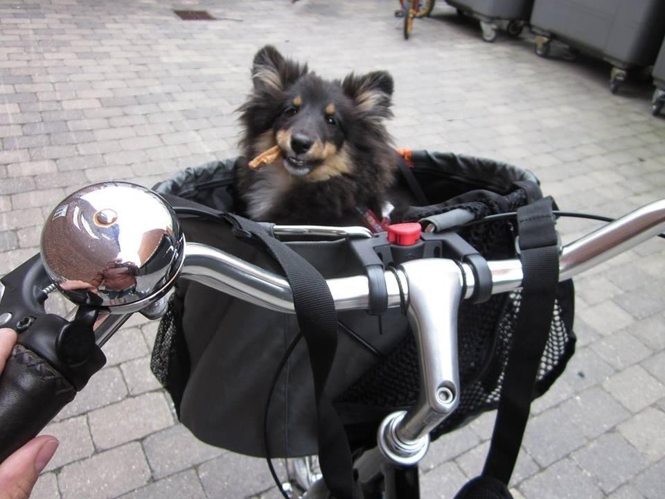 Shetland sheepdog Jessie - Cykelture er det fedeste billede 25