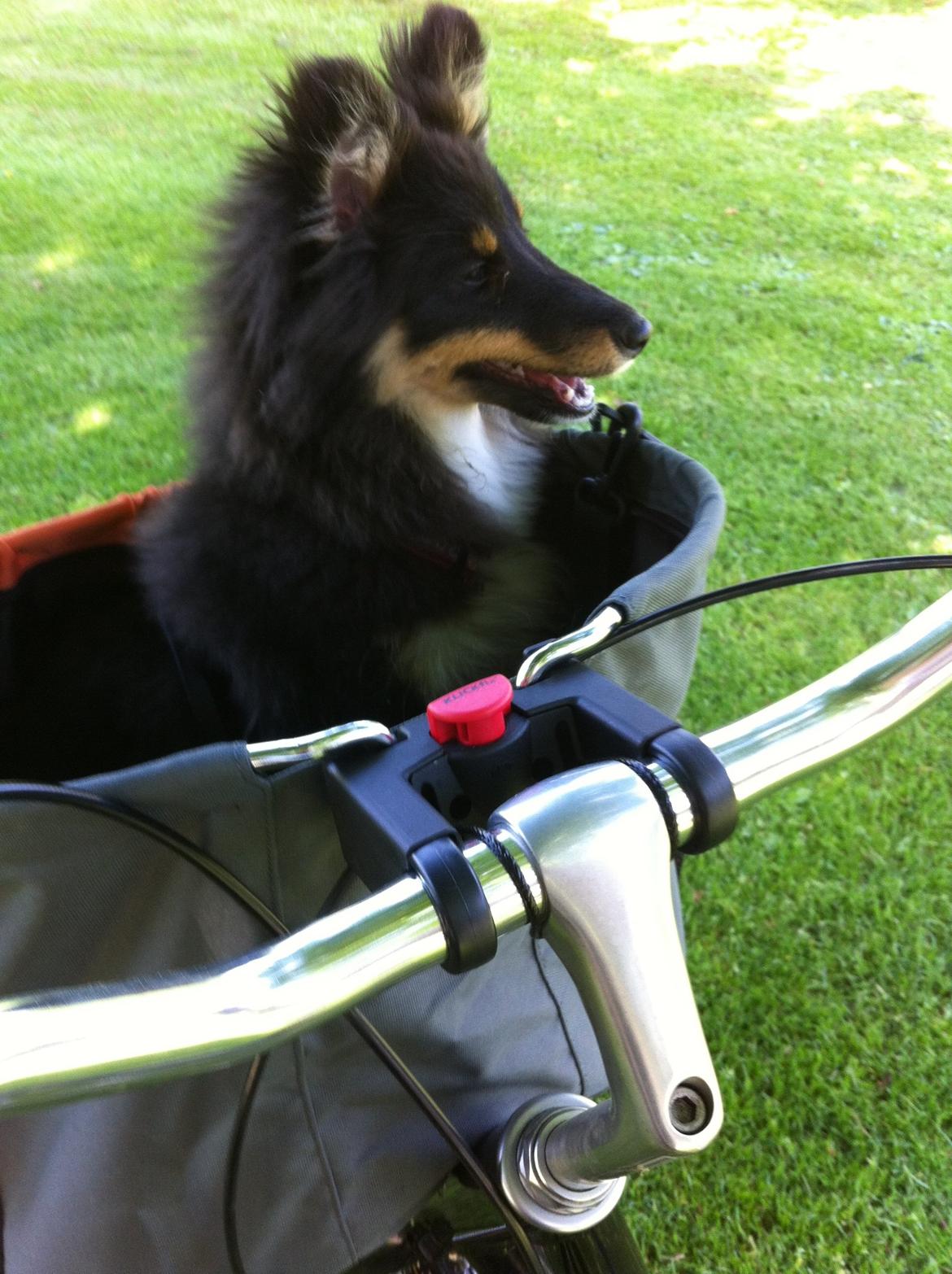 Shetland sheepdog Jessie billede 26